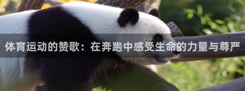  3377体育犯法吗：体育运动的赞歌：在奔跑中感受生命的力量与